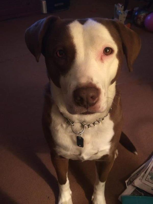 /images/uploads/griffin pond animal shelter/loveyourpet2018/entries/6591thumb.jpg